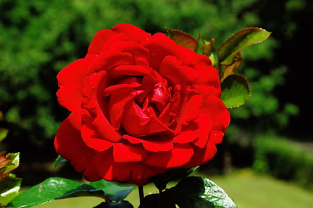 tõusis, punane roos, õis, Bloom, Armastus, lill, roos õitseb