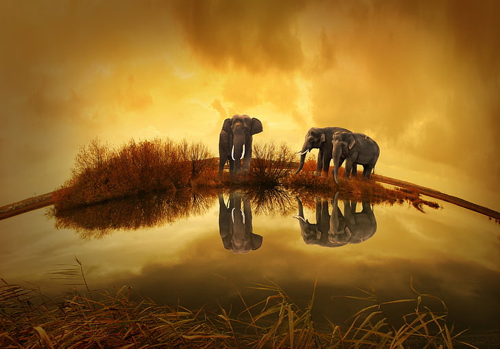 Thajsko, slon, Západ slunce, Příroda, zvířata