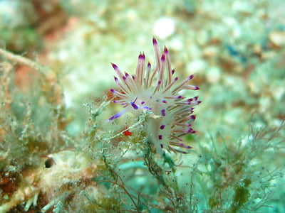 nudibranch, flabellina, 슬러그, seaslug, 바다 민 달팽이, 바다, 수 중
