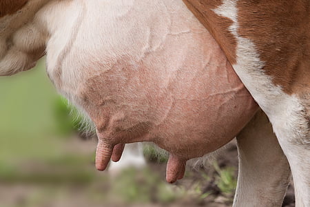 乳房, 母牛, 雌牛, 有蹄类动物, 器官, 乳腺, 公司