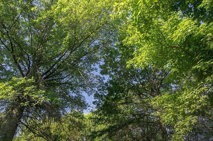 puu, roheline, sinine, loodus, keskkond, suvel, lehed