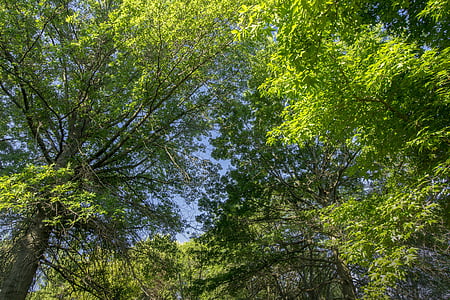 arbre, verd, blau, natura, medi ambient, l'estiu, fulla