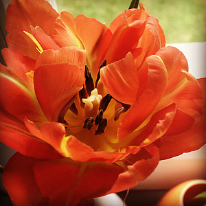 Tulipán, oranžová, květ, oranžové tulipány, Zavřít, tulpenbluete, okvětní lístky