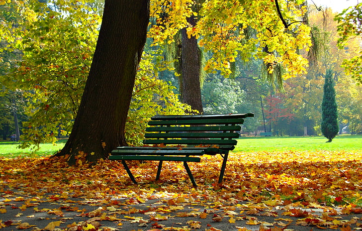 ősz, Park, lombozat, arany ősz, táj, között, összeomlás