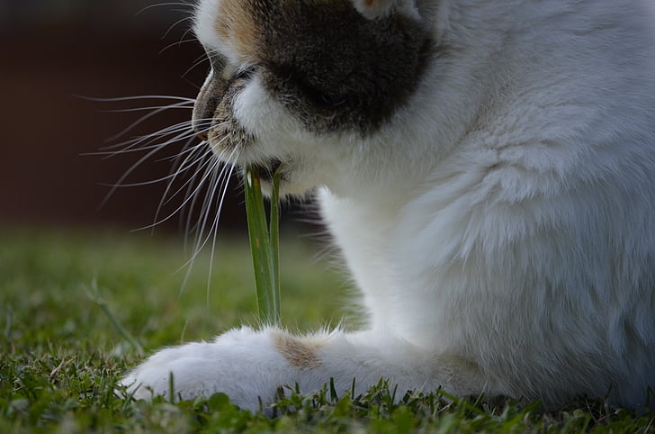 trava, jesti, trošiti trava, mačka, pomoč, laske, živali