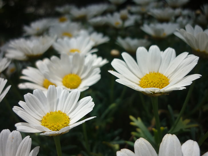 Daisy, blomst, haven, hvid, natur, plante, sommer