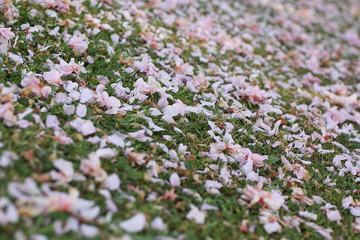ทุ่งหญ้า, กลีบ, สีชมพู, ธรรมชาติ, ดอกไม้สีชมพู, กระจาย
