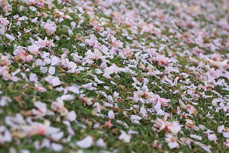meadow, petals, pink, nature, pink flower, scatter