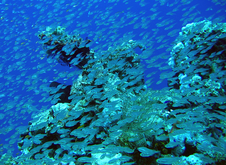 barrier, reef, ocean