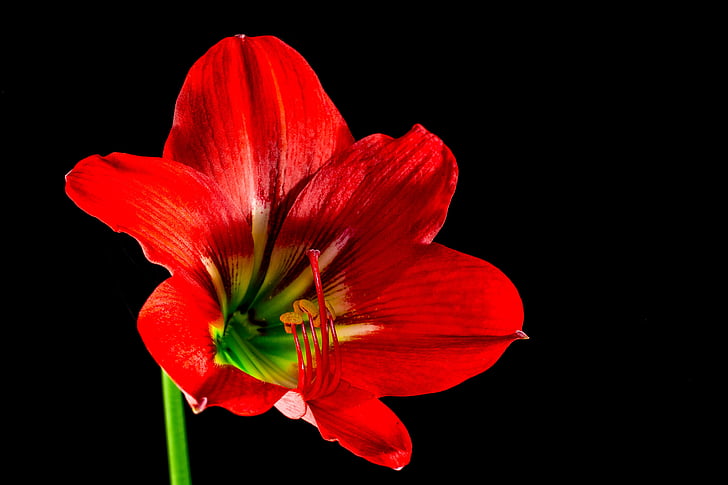 blossom, bloom, flower, red, nature, petal, plant