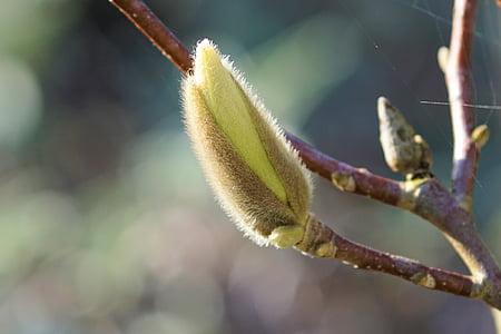 Magnolia, Bud, primavera, planta, magnoliengewaechs, flor de Magnolia, flora