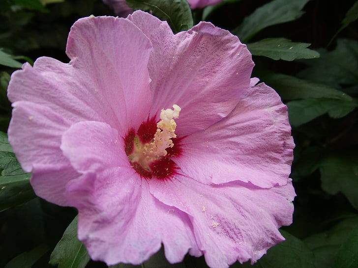 mallow, pink-flowered, flower, deciduous, macro