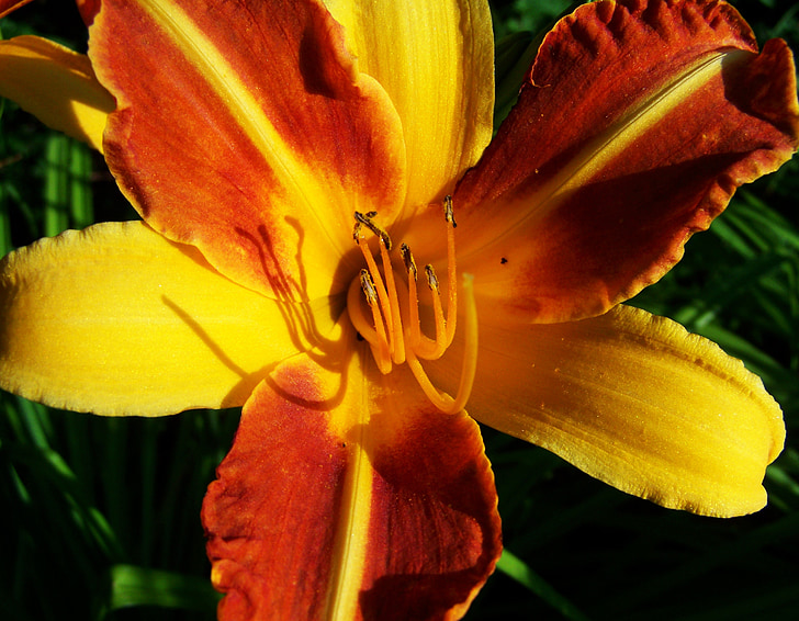 daylily, Cvjetni vrt, ljetni cvijet