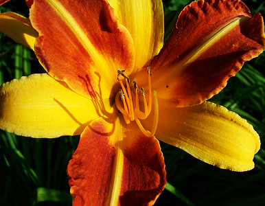 daylily, jardim de flor, flor de verão