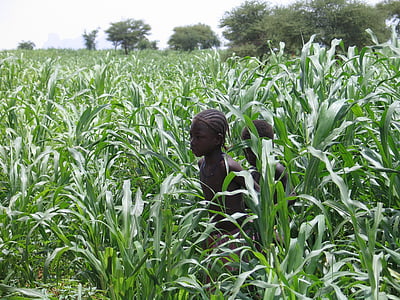 africa, african landscape, mali, agriculture, crop, field, one person