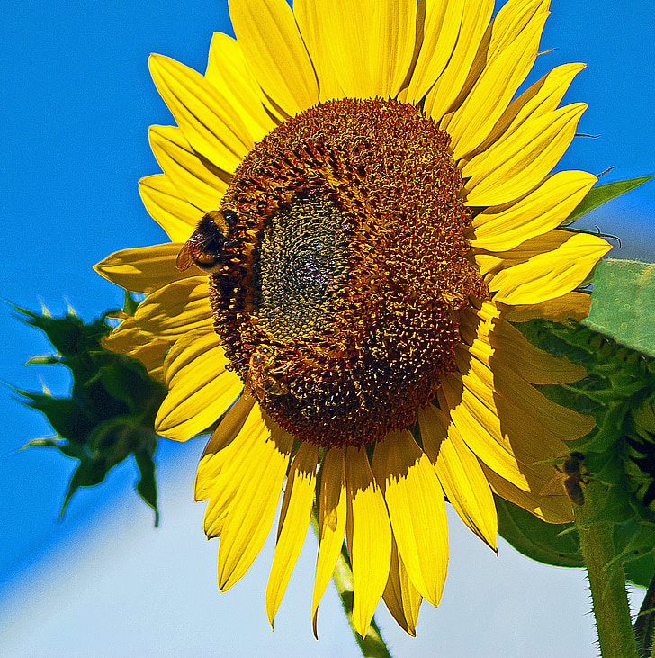 bunga matahari, matahari, pematangan, serangga, lebah, lebah, bekerja