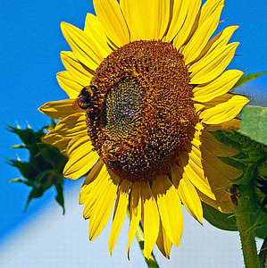 bunga matahari, matahari, pematangan, serangga, lebah, lebah, bekerja