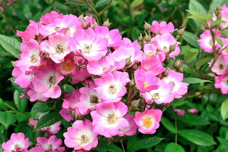 roosa õitega, roosa, pakkumise, tõusis, lill, õis, Bloom