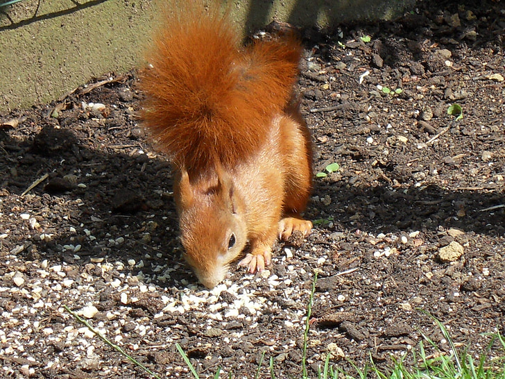 squirrel, animals, garden