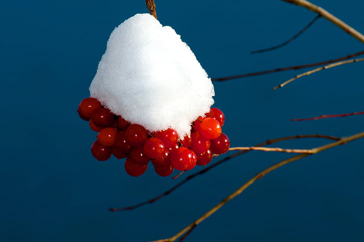 snow on berries, snow ball, winter, blue winter sky, mood, snow, wintry