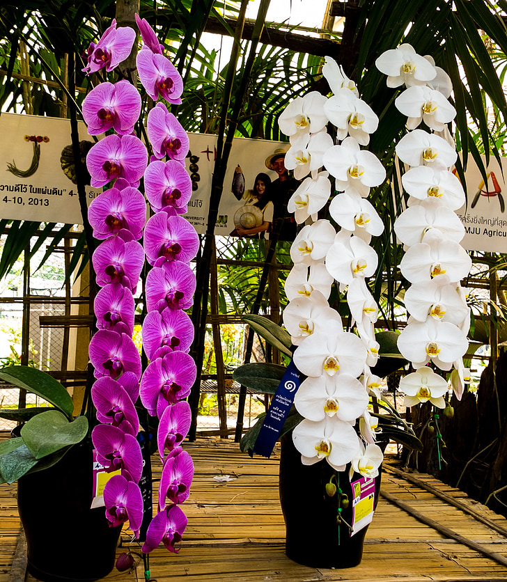 orchid, flower, blossom, bloom, white, purple