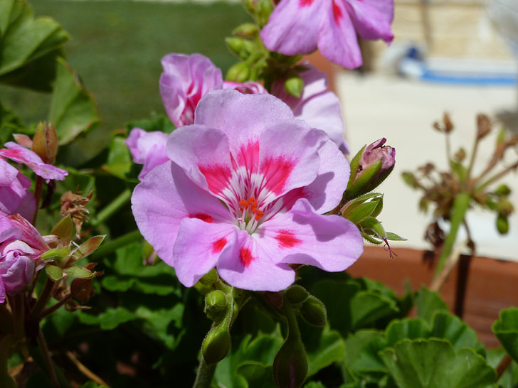Blume, Rosa, Parma, Natur