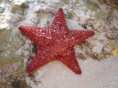 more, Sea star, Ostrov, Martinik, Ocean, Karibská oblasť, hviezdice