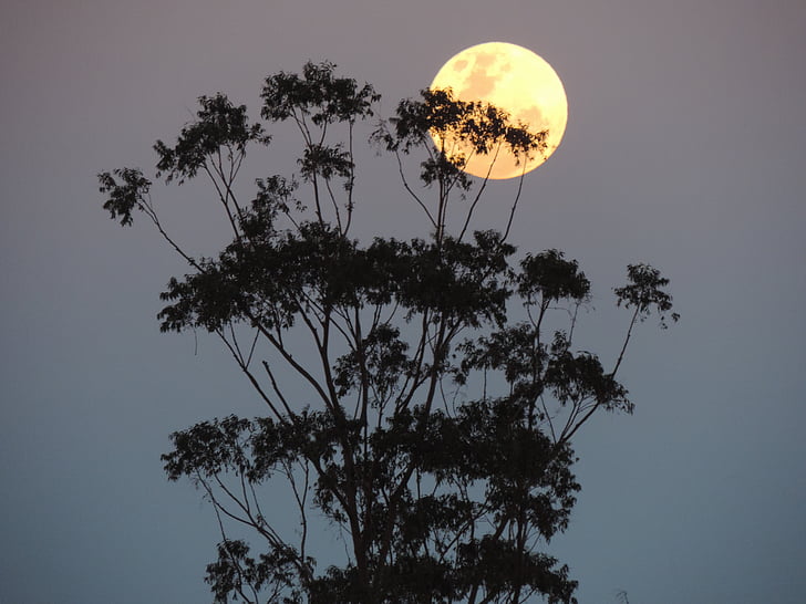 Austrália, Superlua, lunar, à noite, árvore, natureza, céu