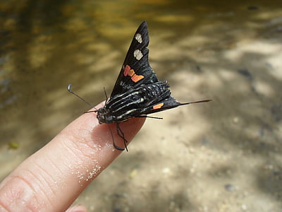 natur, dyr, finger, sommerfugl, liv, insekt, Butterfly - insekt