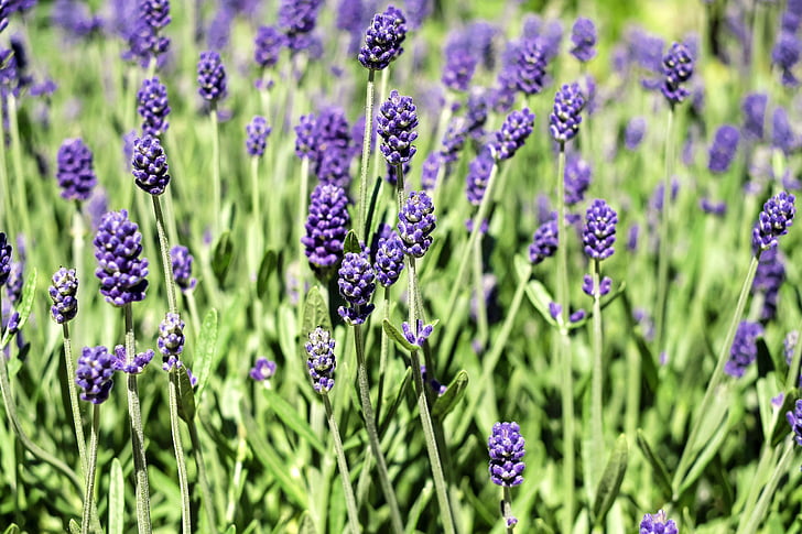 lavender, flowers, bloom, violet, lavender flowers, smell, nature