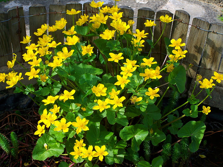marigold de pântano, flor amarela, Primavera, flor, natureza, amarelo, planta