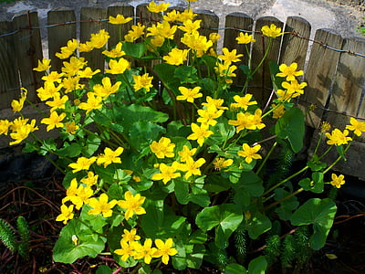 marigold de pântano, flor amarela, Primavera, flor, natureza, amarelo, planta