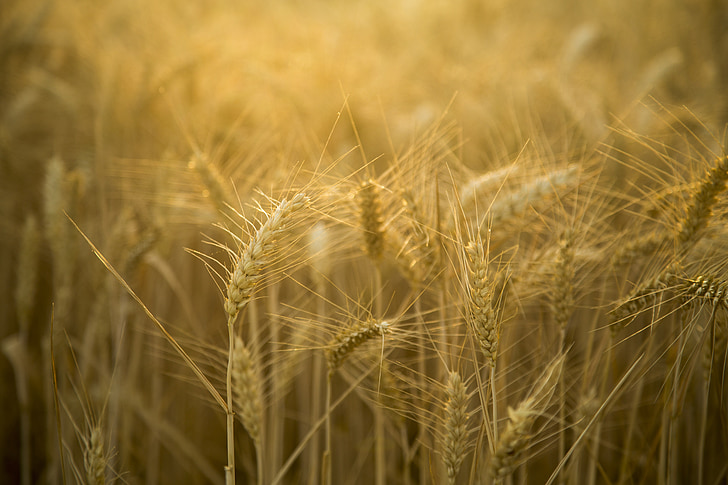 пшеница, фоново осветление, Красив, пейзаж, злато жълто