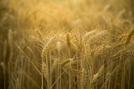 hvete, bakbelysning, vakker, landskapet, gull gul