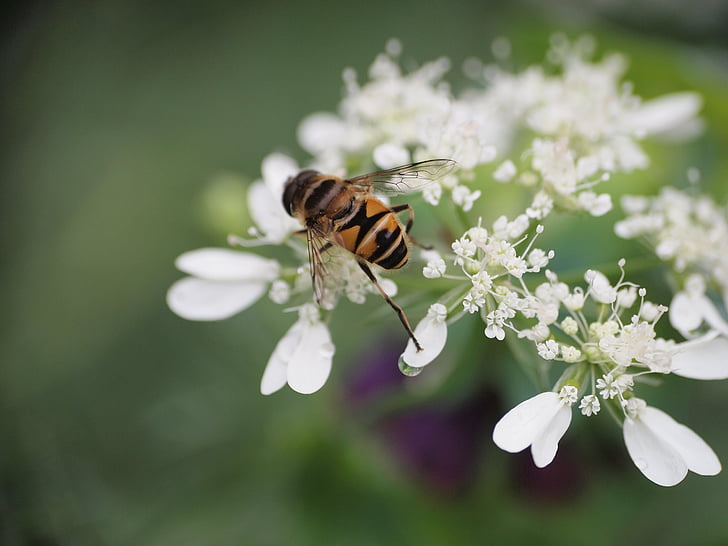 Bee, insekt, makro, naturliga, blommor och insekter, naturen, pollinering