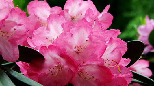 kukka, kukkiva pensas, Luonto, Rhododendron, kasvi, vaaleanpunainen