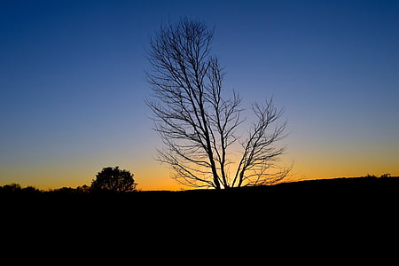 solnedgång, träd, siluett, Sky, naturen, solen, skymning