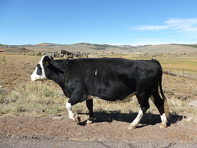 sapi, bidang, merumput, padang rumput, lahan pertanian, pedesaan, Utah