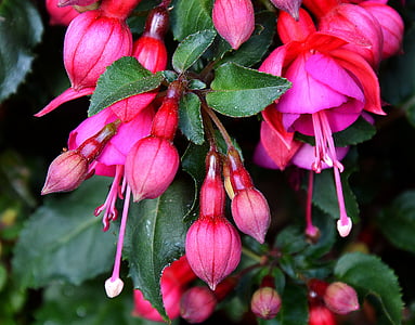 fuchsia, flori de vară, Red