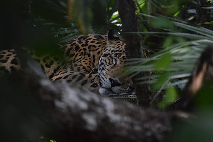 Jaguar, Belize, Zoo di, salvataggio, natura, fauna selvatica, grande