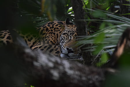 Jaguar, Belize, živalski vrt, reševanje, narave, prosto živeče živali, velik