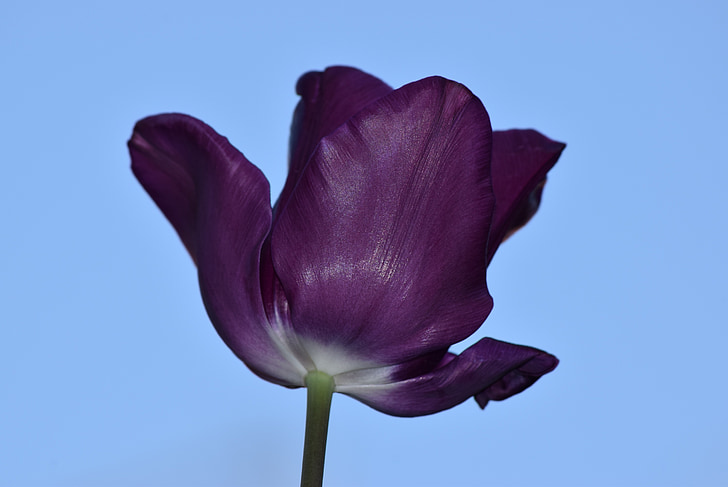 Tulipan, Violet, Natura, kwiat, piękno, wiosna, płatki