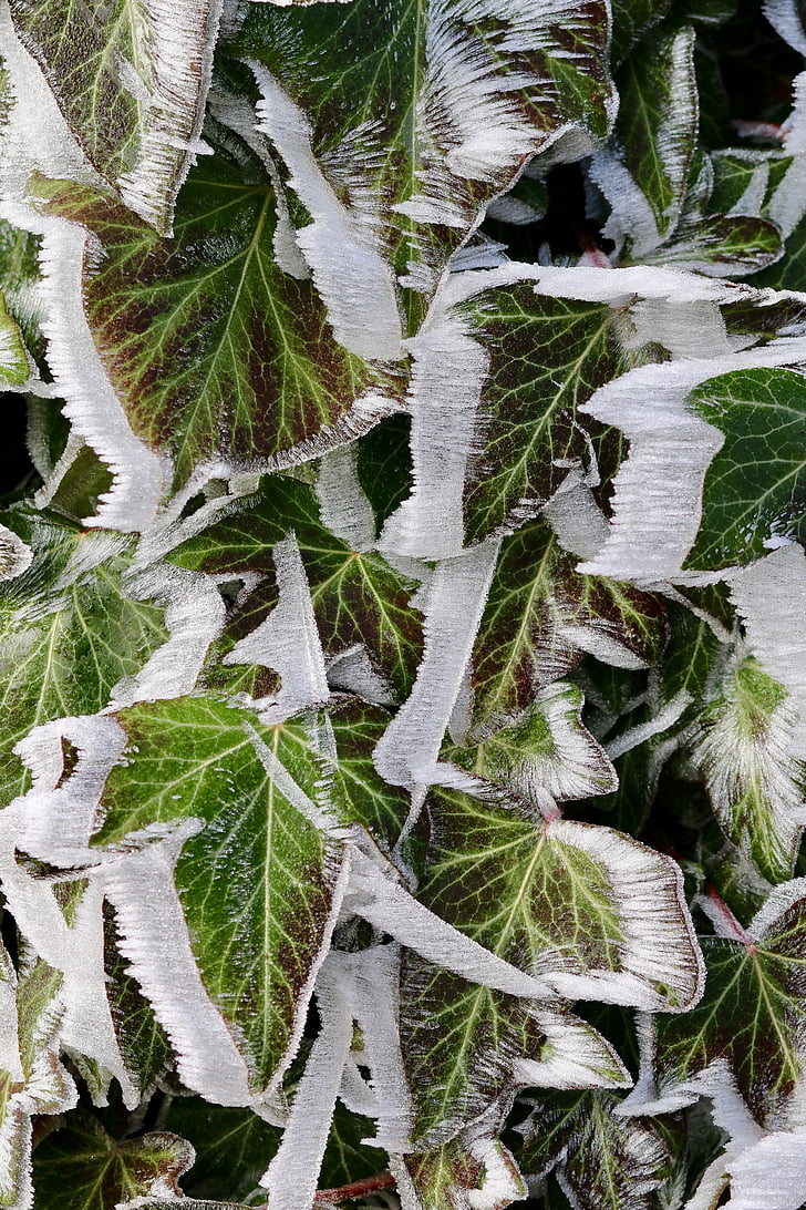 frost, ivy, eiskristalle, frozen