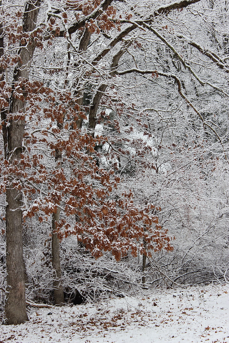 træ, blade, sne, natur, sæson, naturlige, løv