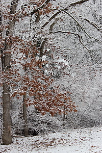 albero, foglie, neve, natura, stagione, naturale, fogliame