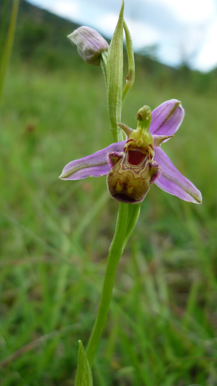 Bee orchid, Marmorata, tysk orkidé, bjergside, beskyttet, meget sjælden