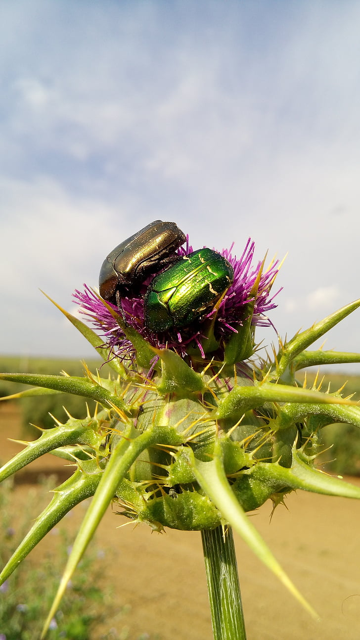 thistle, beetle, highlights, coleoptera, couple, green, gold