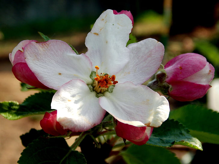 fiore di melo, fiore di primavera, albero di mele, Bud, Blossom, Bloom, bianco
