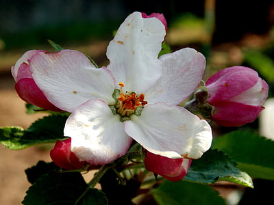apple blossom, spring flower, apple tree, bud, blossom, bloom, white