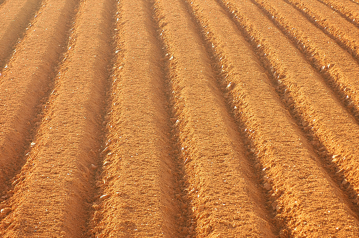 farming, field, sulcus